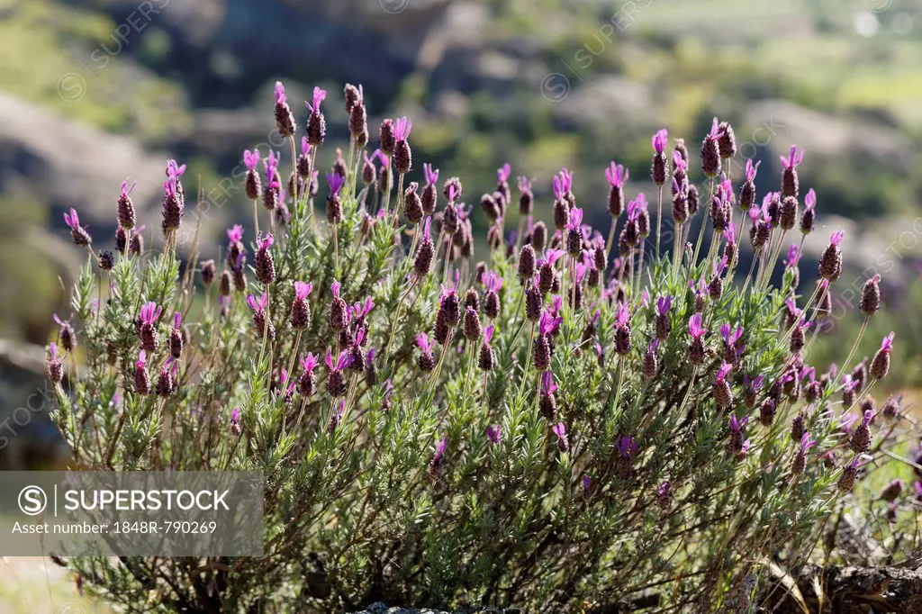 Spanish Lavender or Topped Lavender (Lavandula stoechas), Lake Bafa, Mugla Province, Aegean region, Turkey