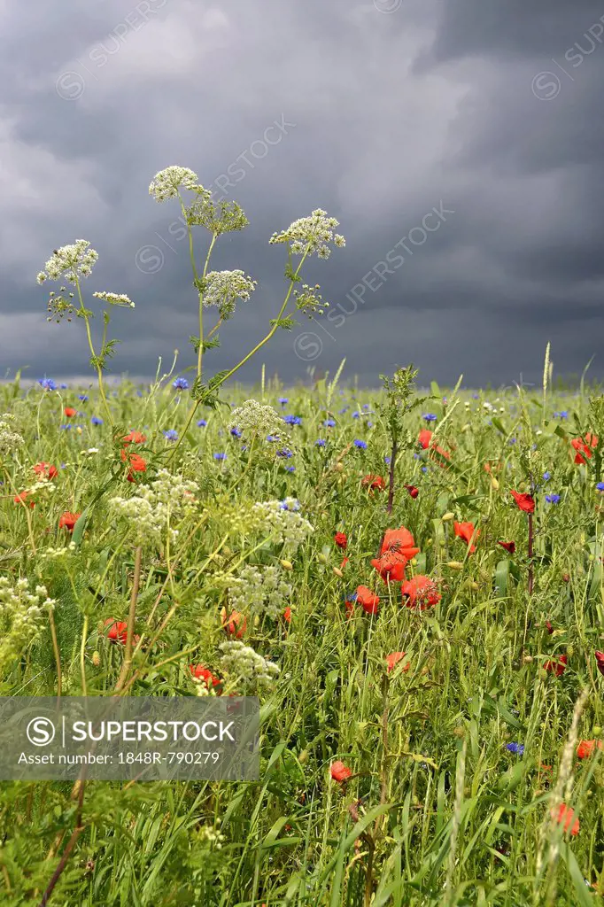 Corn field with Corn Poppies (Papaver rhoeas) and Cornflowers (Centaurea cyanus) during a thunderstorm