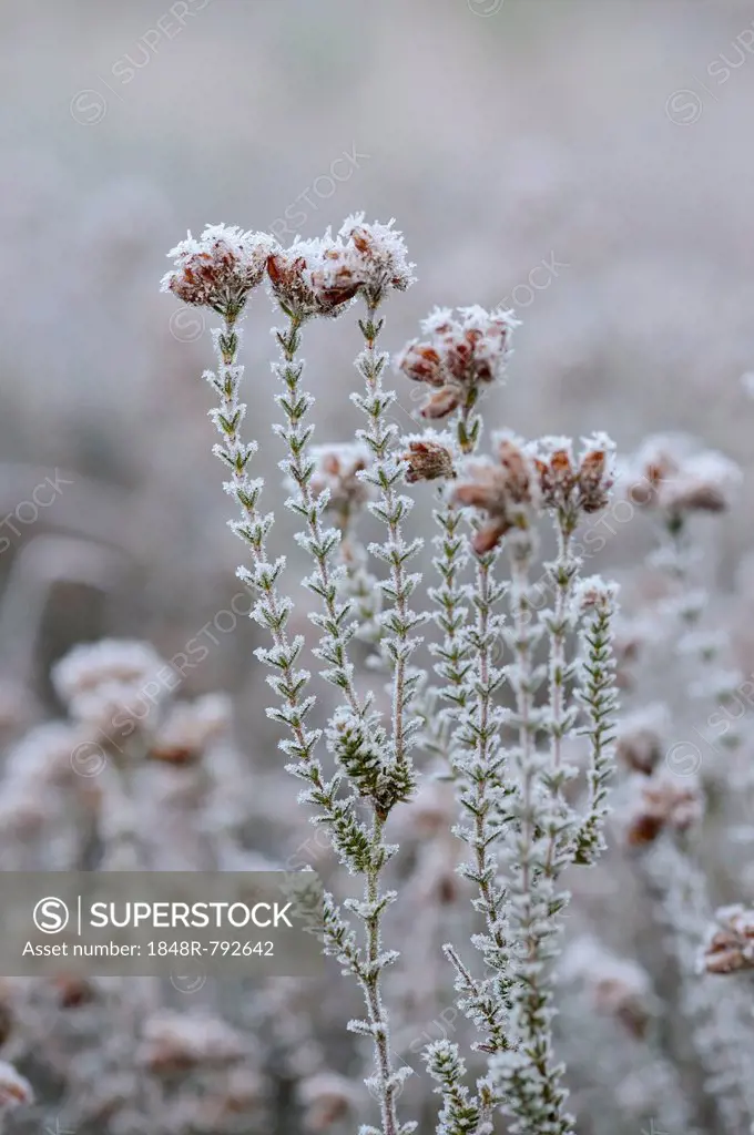 Heather is covered with with hoarfrost, Tiste, Lower Saxony, Germany