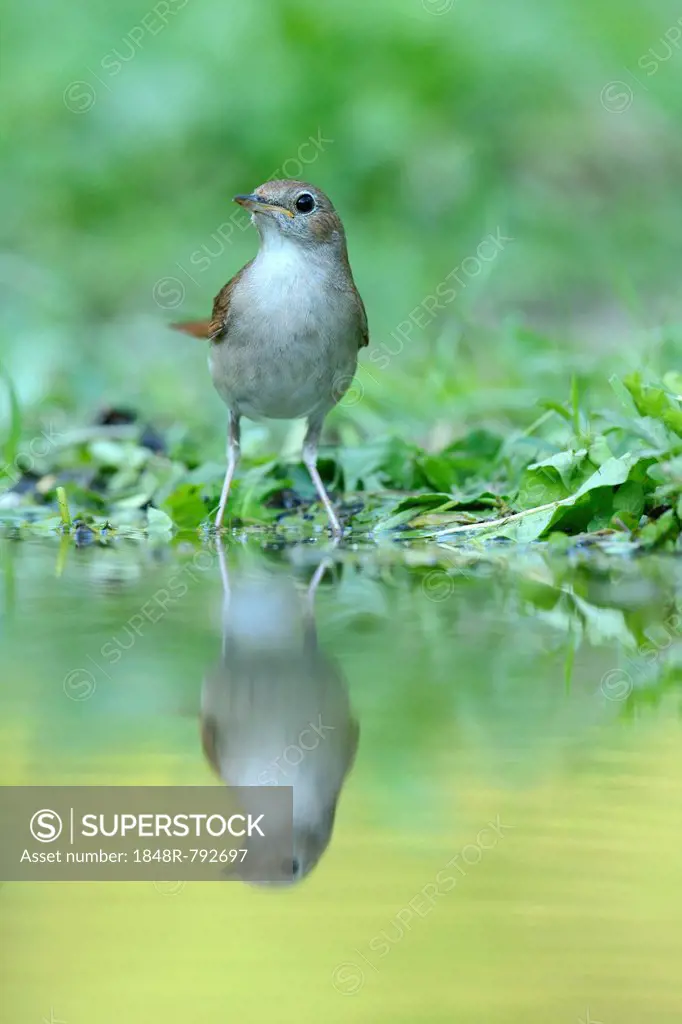 Nightingale (Luscinia megarhynchos) with its reflection in the water, Rhodopes, Bulgaria