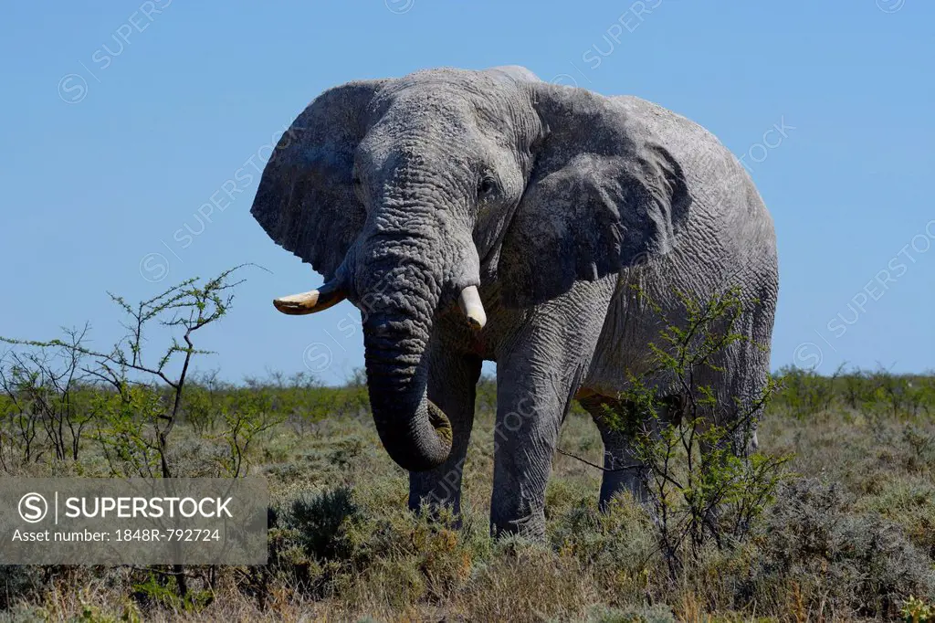 African Bush Elephant (Loxodonta africana), Etosha National Park, Namibia