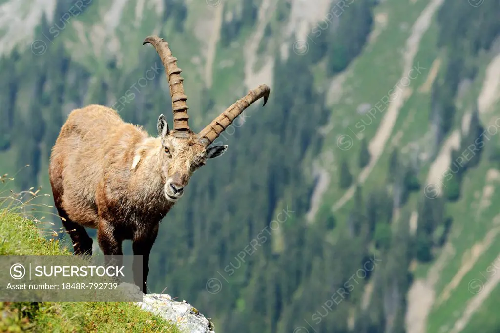 Alpine Ibex (Capra ibex), Bernese Oberland, Canton of Bern, Switzerland