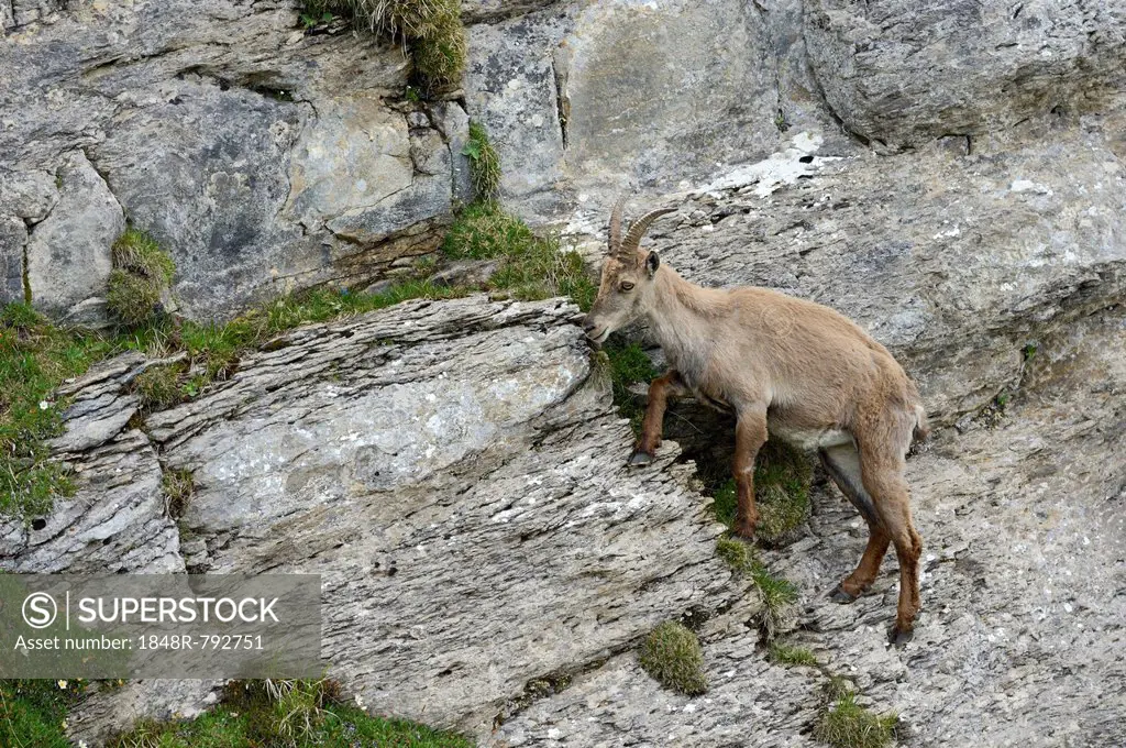 Alpine Ibex (Capra ibex) climbing a steep rock face, Bernese Oberland, Canton of Bern, Switzerland