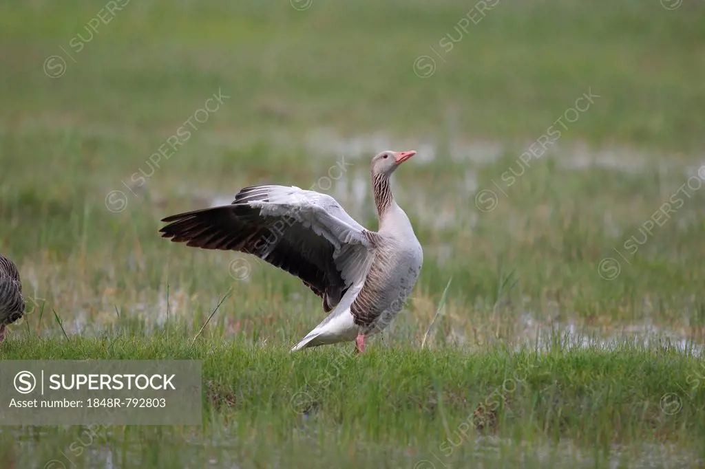 Greylag Goose (Anser anser) flapping its wings, Hölle, Illmitz, Burgenland, Austria