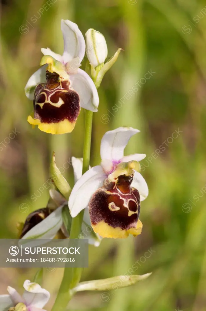 Late Spider-orchid (Ophrys holoserica), white tepals, Baden-Württemberg, Germany