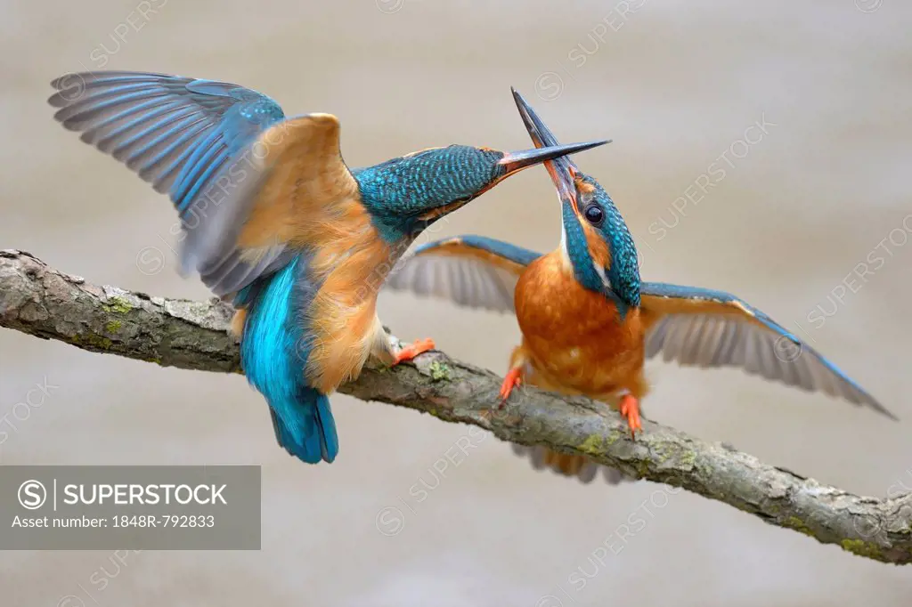 Kingfishers (Alcedo atthis), two females fighting over breeding place, Swabian Alb biosphere reserve, Baden-Württemberg, Germany