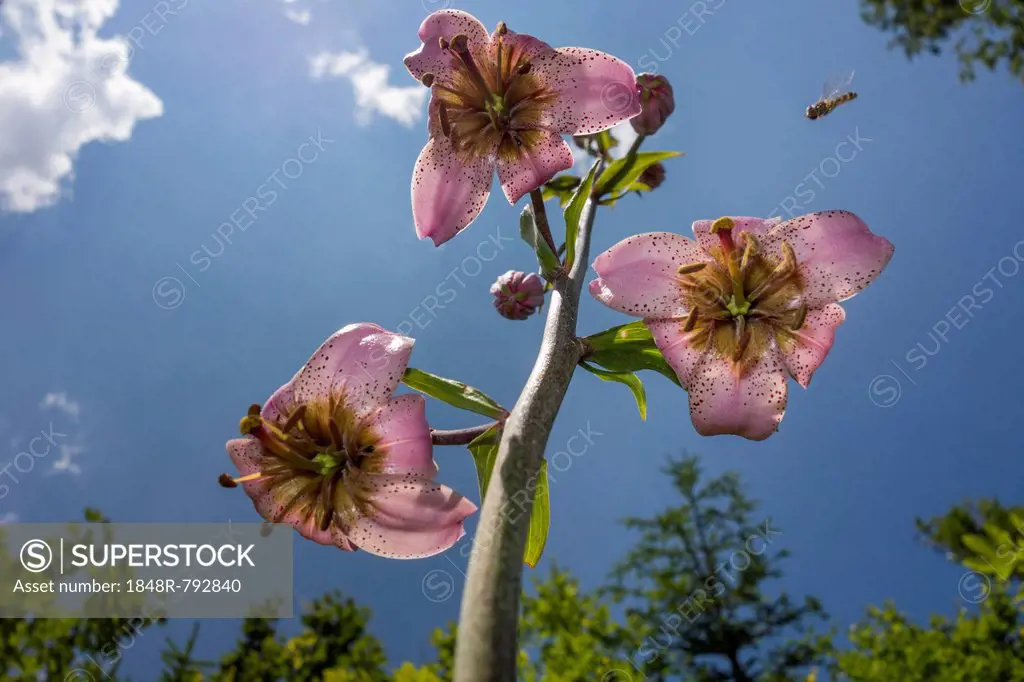 Turk's cap lily (Lilium martagon), Bürg, Lower Austria, Austria