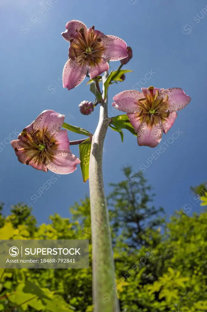 Turk's cap lily (Lilium martagon), Bürg, Lower Austria, Austria