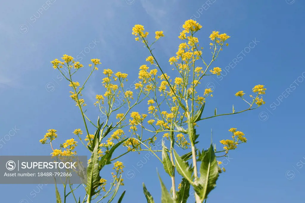 Turkish Rocket (Bunias orientalis), in flower against a blue sky, Thuringia, Germany
