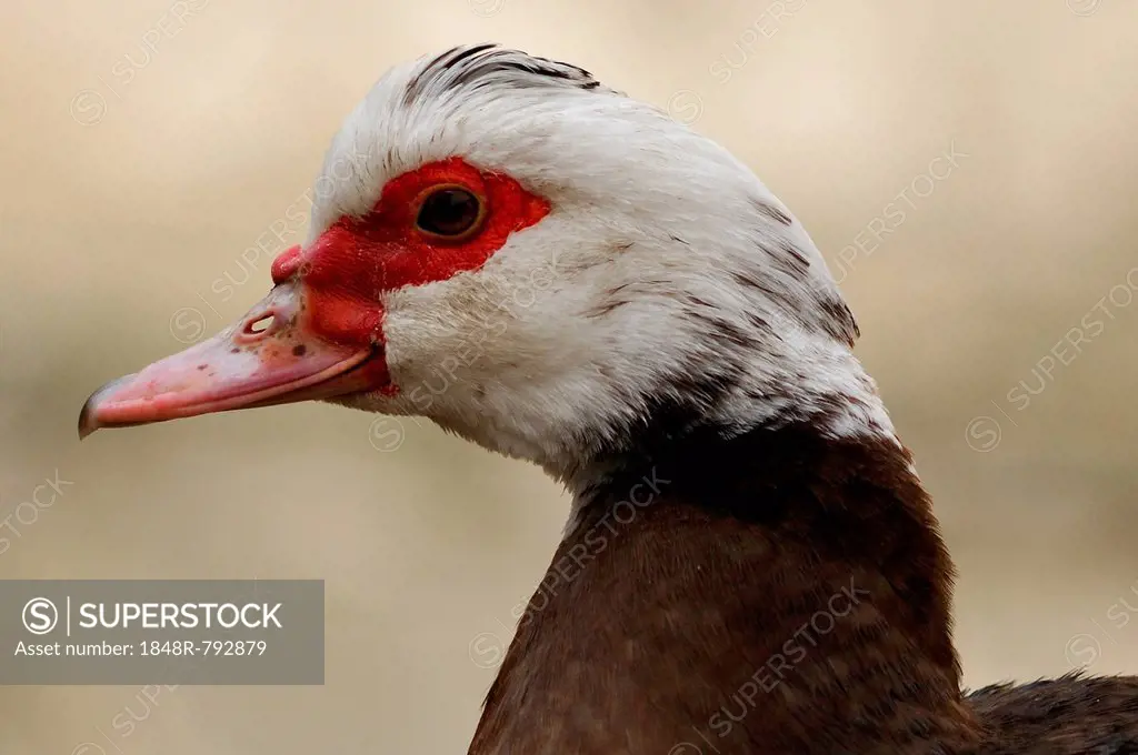 Muscovy Duck (Cairina moschata), head, Eckental, Middle Franconia, Bavaria, Germany