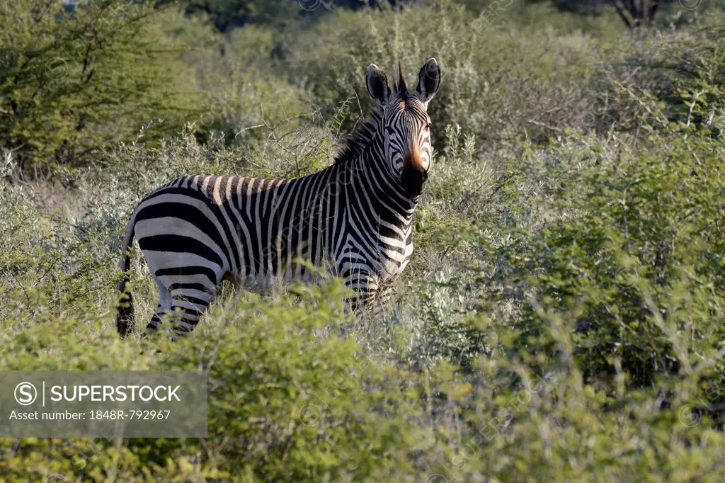 Mountain Zebra (Equus zebra), Erongo Region, Namibia