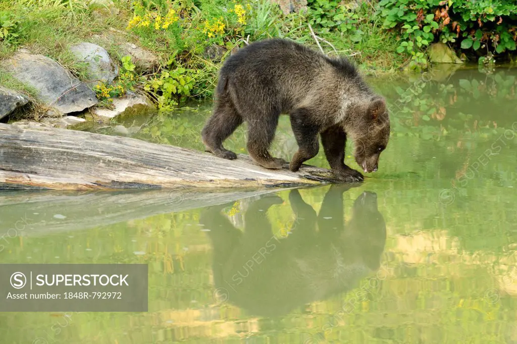 Young Brown Bear (Ursus arctos), drinking, with its reflection in the water, captive, Wildlife Park Langenberg, Langnau am Albis, Canton of Zurich, Sw...