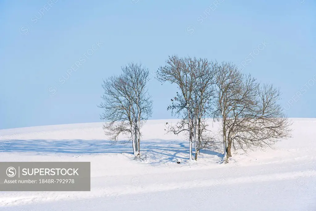 European Ash or Common Ash (Fraxinus excelsior) trees in the snow, Bavaria, Germany
