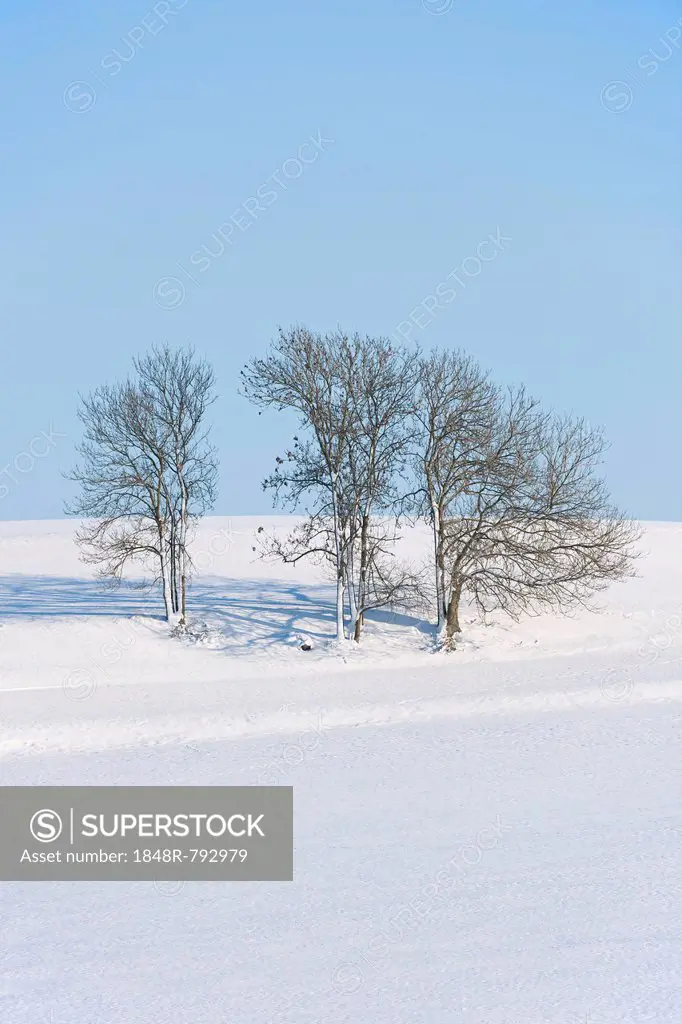 European Ash or Common Ash (Fraxinus excelsior) trees in the snow, Bavaria, Germany