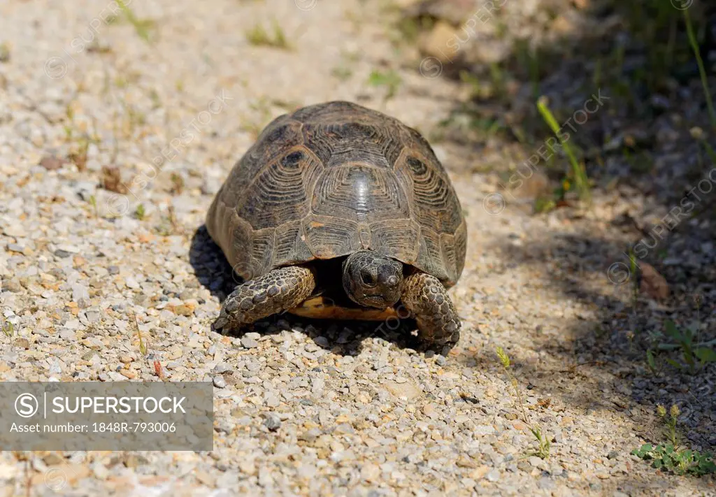 Spur-thighed Tortoise or Greek Tortoise (Testudo graeca), Datça, Datça Peninsula, Mugla Province, Aegean, Turkey