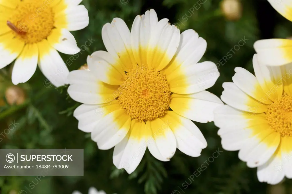 Garland Chrysanthemum (Glebionis coronaria var discolor), Datça, Datça Peninsula, Mugla Province, Aegean, Turkey