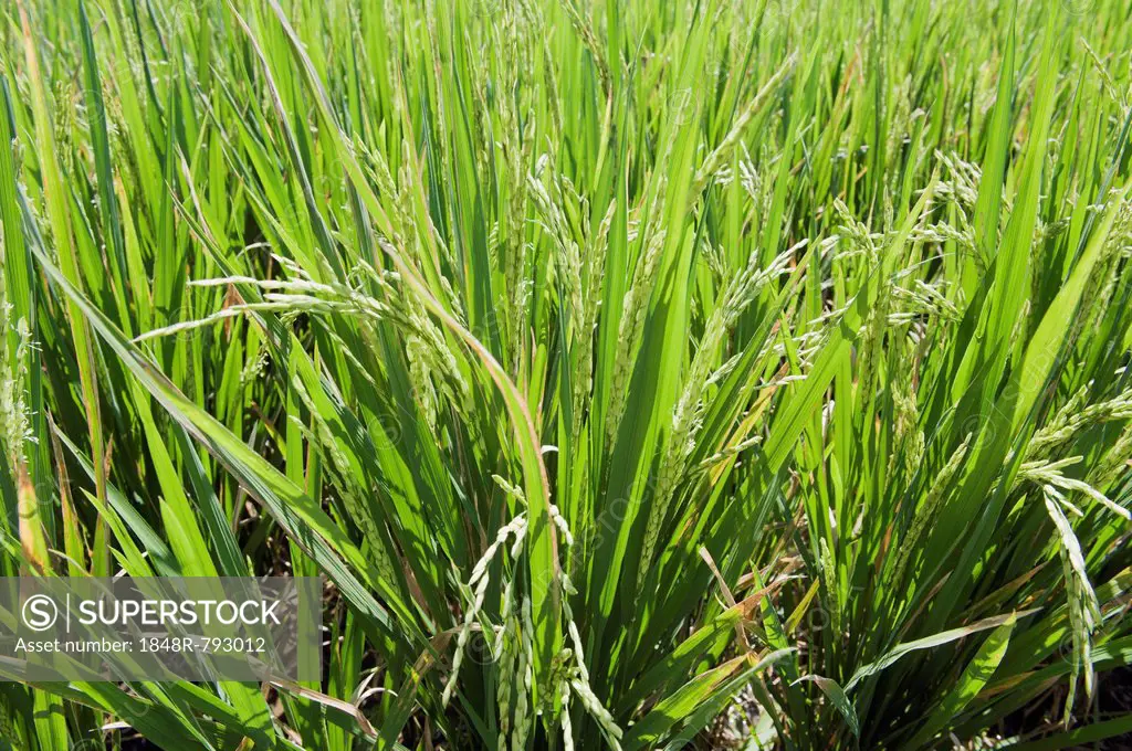 Rice plants (Oryza sativa) growing in a rice paddy, Tegallalang, Bali, Indonesia