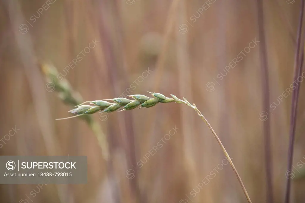 Ear of wheat in a grainfield, Upper Bavaria, Bavaria, Germany