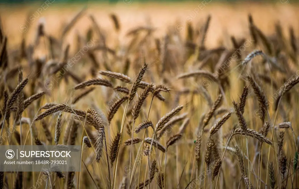 Ears of wheat in a grainfield, Munich, Upper Bavaria, Bavaria, Germany