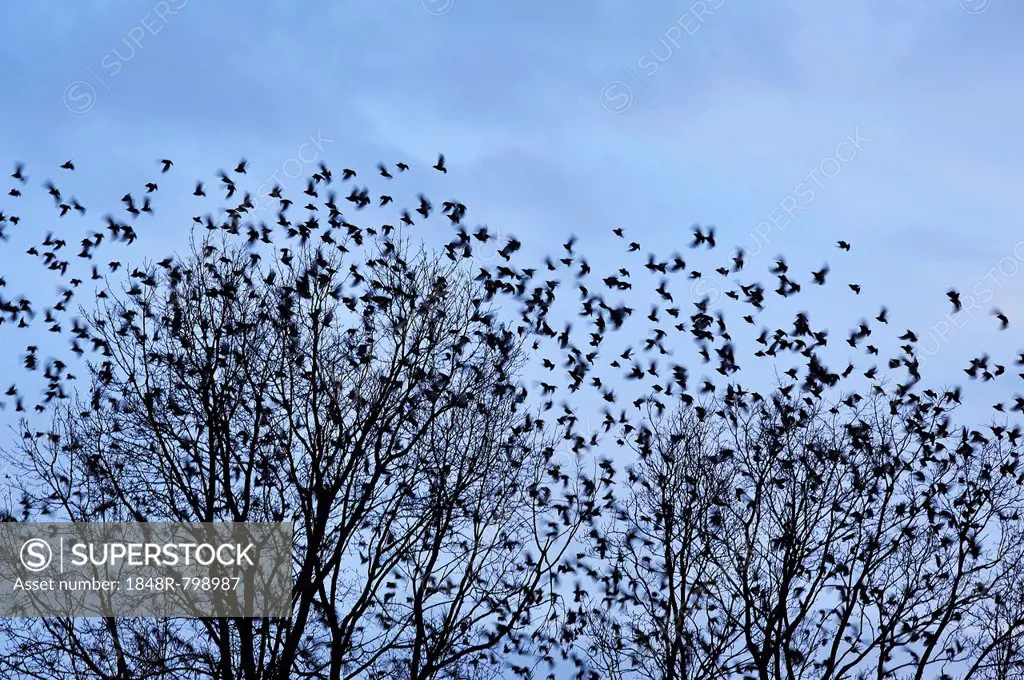 Starlings (Sturnus vulgaris), flock, return of migratory birds in spring, Eckental, Middle Franconia, Bavaria, Germany