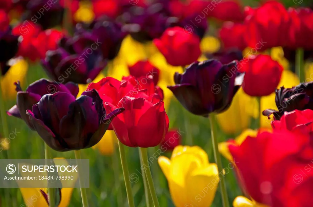 Blooming colourful Tulips (Tulipa)
