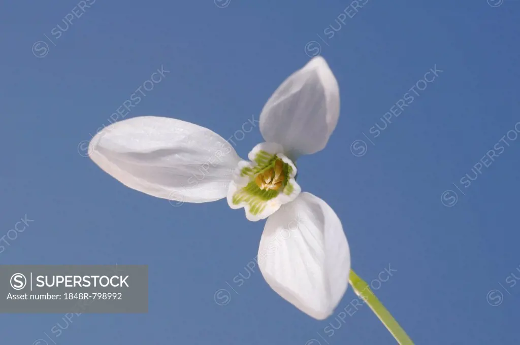 Galanthus or Snowdrop (Galanthus elwesii), Odessa Oblast, Ukraine