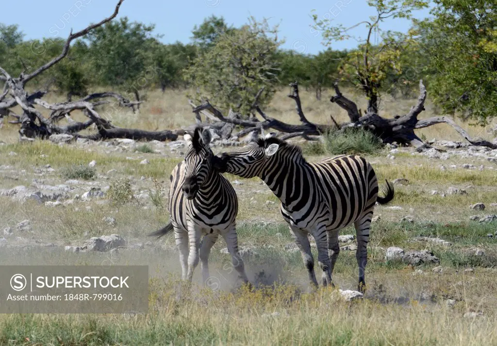Plains Zebras or Burchell's Zebras (Equus quagga), Etosha National Park, Namibia