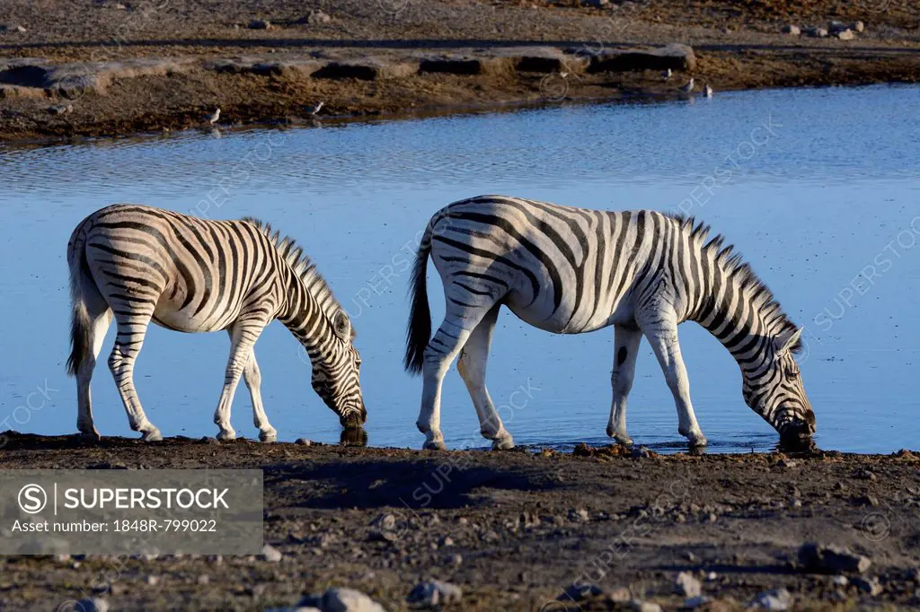 Plains Zebras or Burchell's Zebras (Equus quagga) at a waterhole, Etosha National Park, Namibia