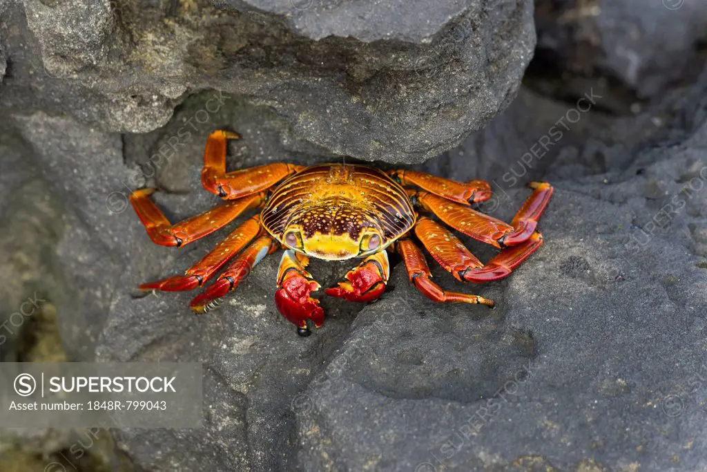 Red Rock Crab (Grapsus grapsus), San Salvador Island, Galápagos Islands, Ecuador