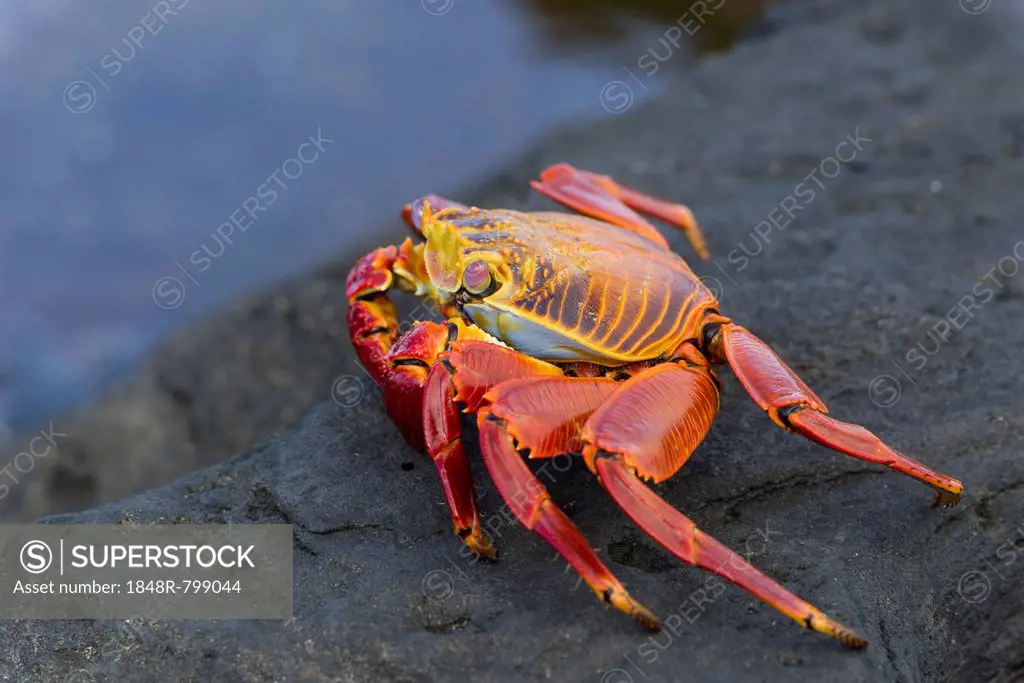 Red Rock Crab (Grapsus grapsus), San Salvador Island, Galápagos Islands, Ecuador
