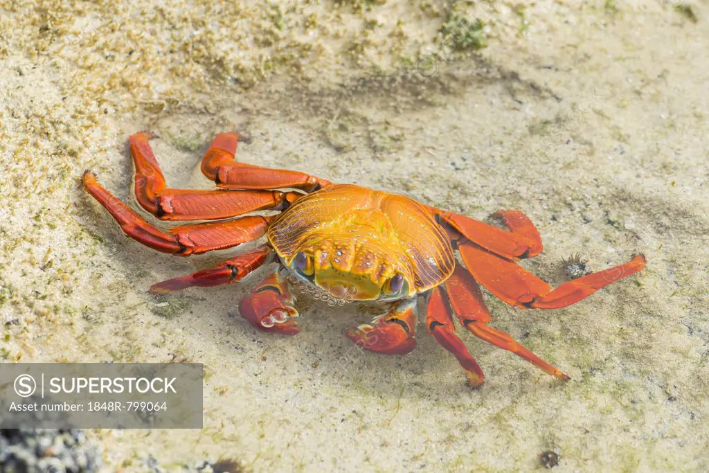 Red Rock Crab (Grapsus grapsus), Floreana, Galápagos Islands, Ecuador
