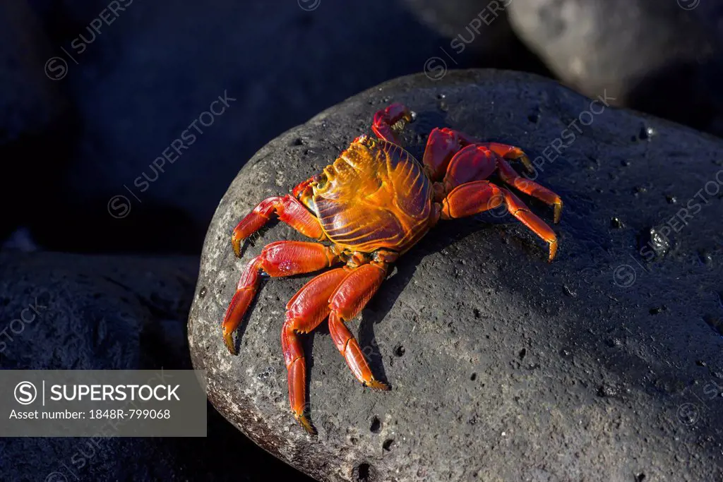Red Rock Crab (Grapsus grapsus), Española Island, Galápagos Islands, Ecuador