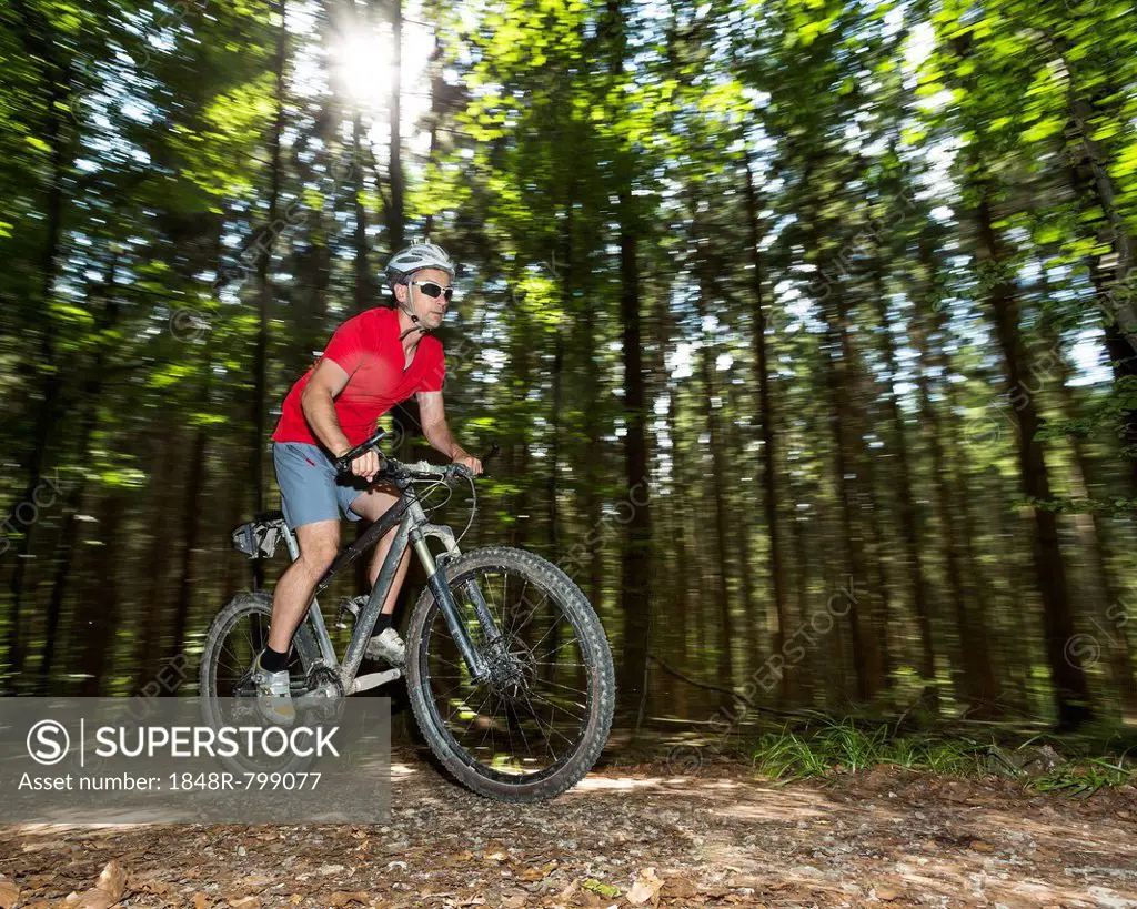 Cyclist on a mountainbike riding through a forest, Schurwald forest, Winterbach, Baden-Württemberg, Germany