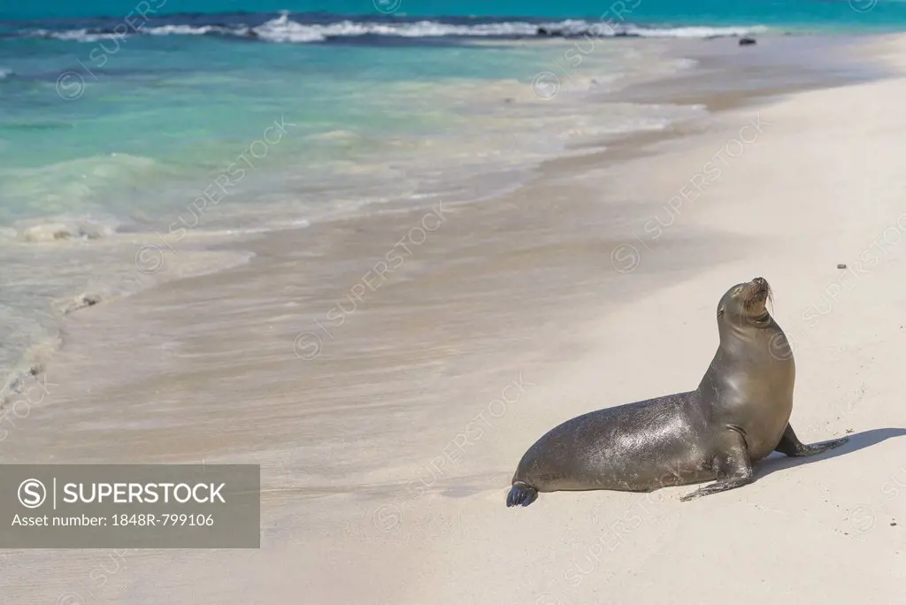 Galapagos Sea Lion (Zalophus wollebaeki) on the beach, San Cristóbal Island, Galápagos Islands, Ecuador
