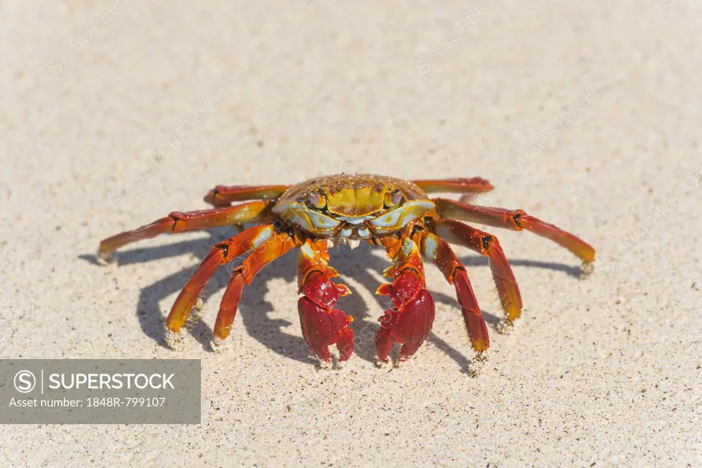 Red Rock Crab (Grapsus grapsus), San Cristóbal Island, Galápagos Islands, Ecuador