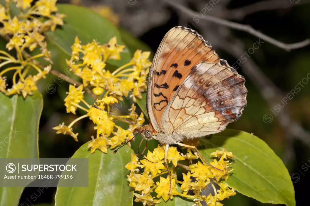 Marbled Fritillary (Brenthis daphne), outer wings, searching for nectar in a Jerusalem Thorn or Crown of Thorns (Paliurus spina-cristi), Lake Kerkini,...
