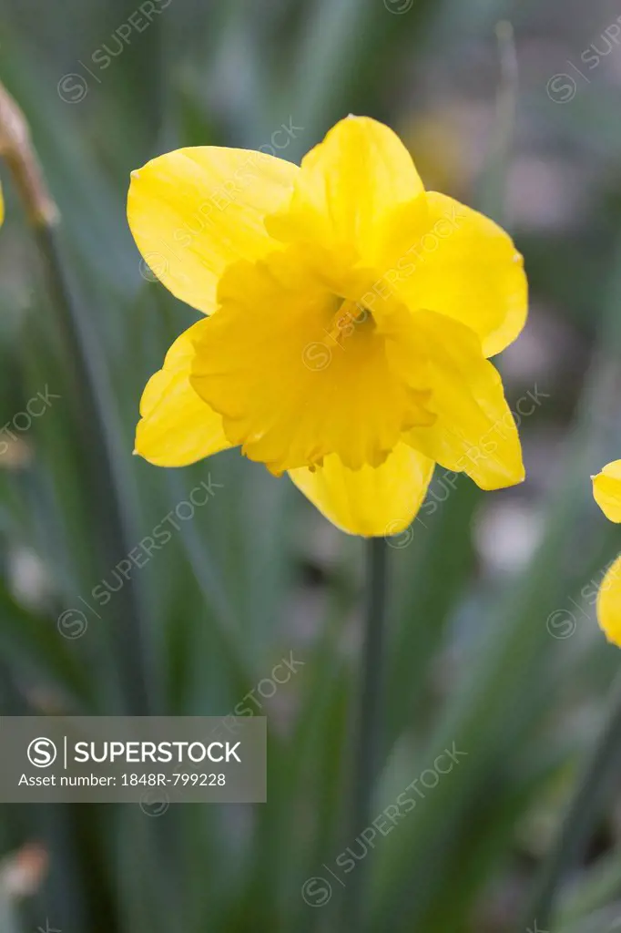 Yellow Daffodil (Narcissus pseudonarcissus), Planten un Blomen, Hamburg, Hamburg, Germany