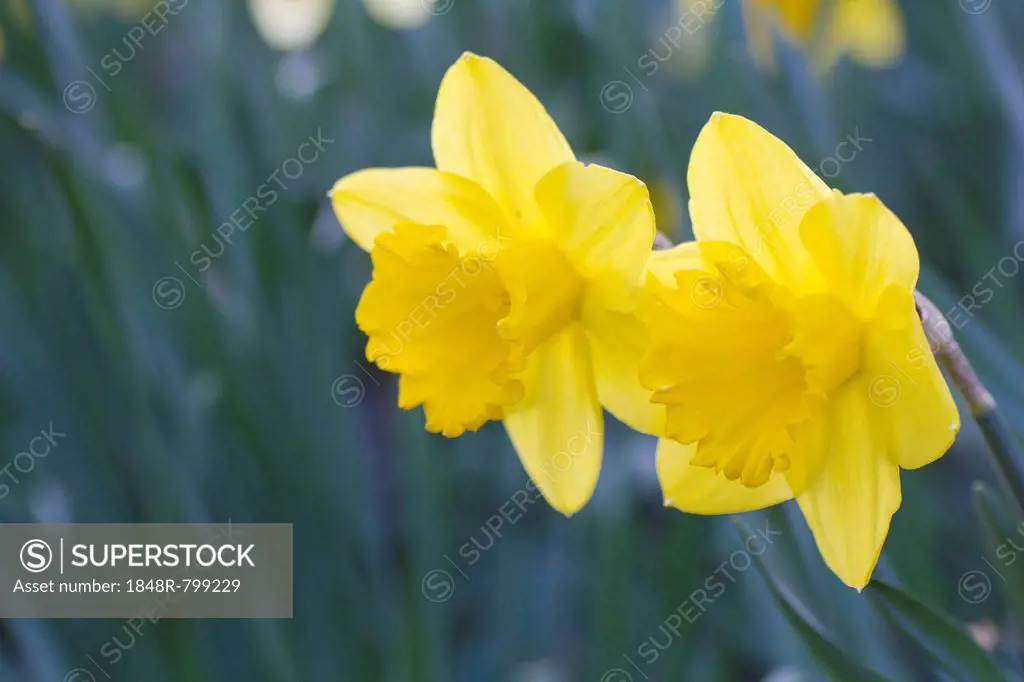 Yellow Daffodils (Narcissus pseudonarcissus), Germany