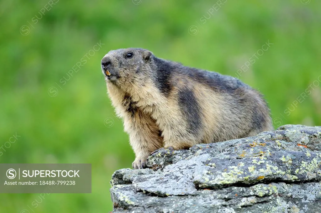 Alpine Marmot (Marmota marmota), Grossglockner, Hohe Tauern National Park, Tyrol, Austria