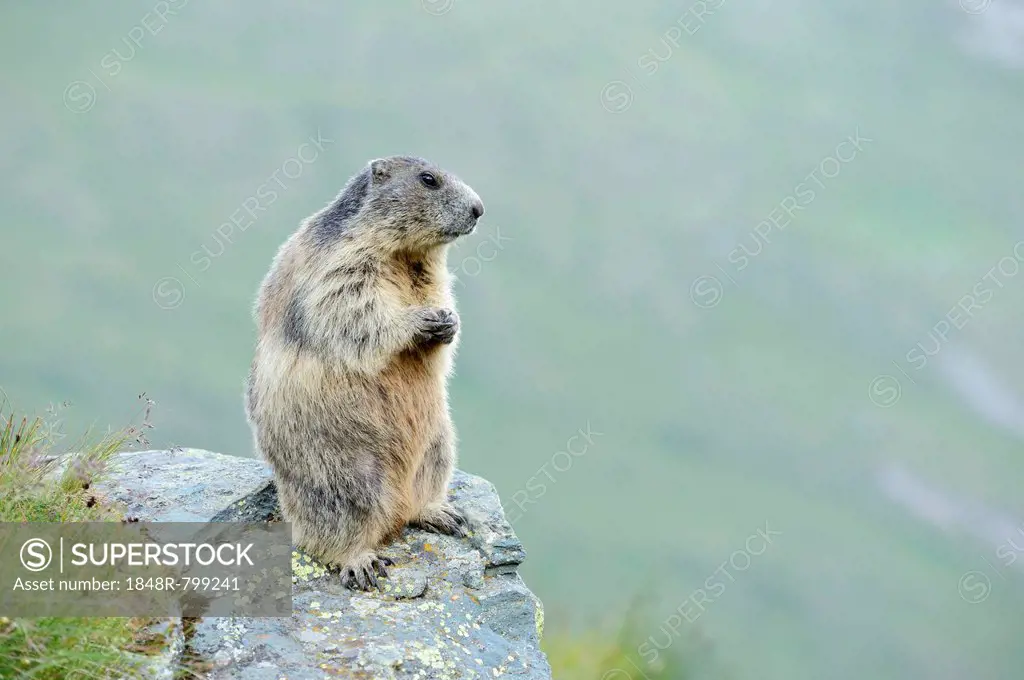 Alpine Marmot (Marmota marmota), Grossglockner, Hohe Tauern National Park, Tyrol, Austria