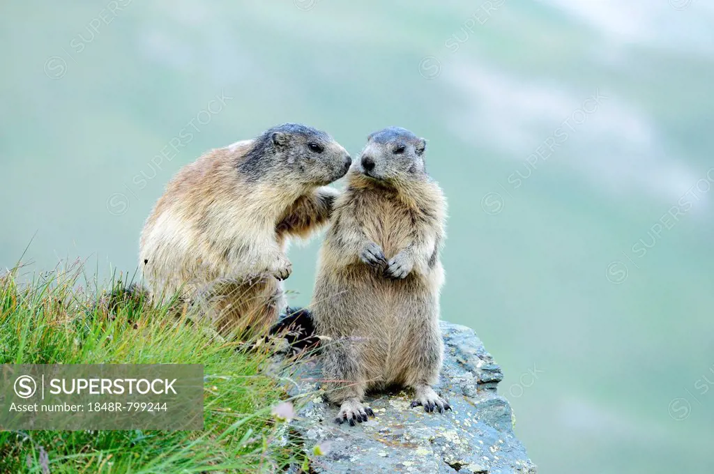 Two Alpine Marmots (Marmota marmota) sniffing each other, Grossglockner, Hohe Tauern National Park, Tyrol, Austria
