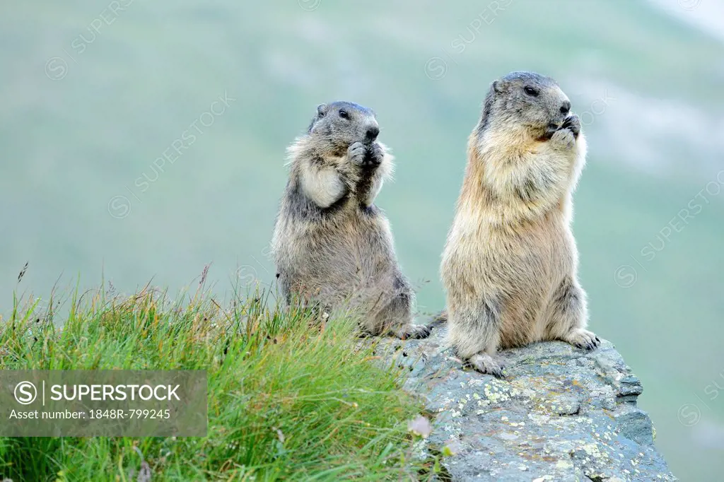 Two Alpine Marmots (Marmota marmota), feeding, Grossglockner, Hohe Tauern National Park, Tyrol, Austria