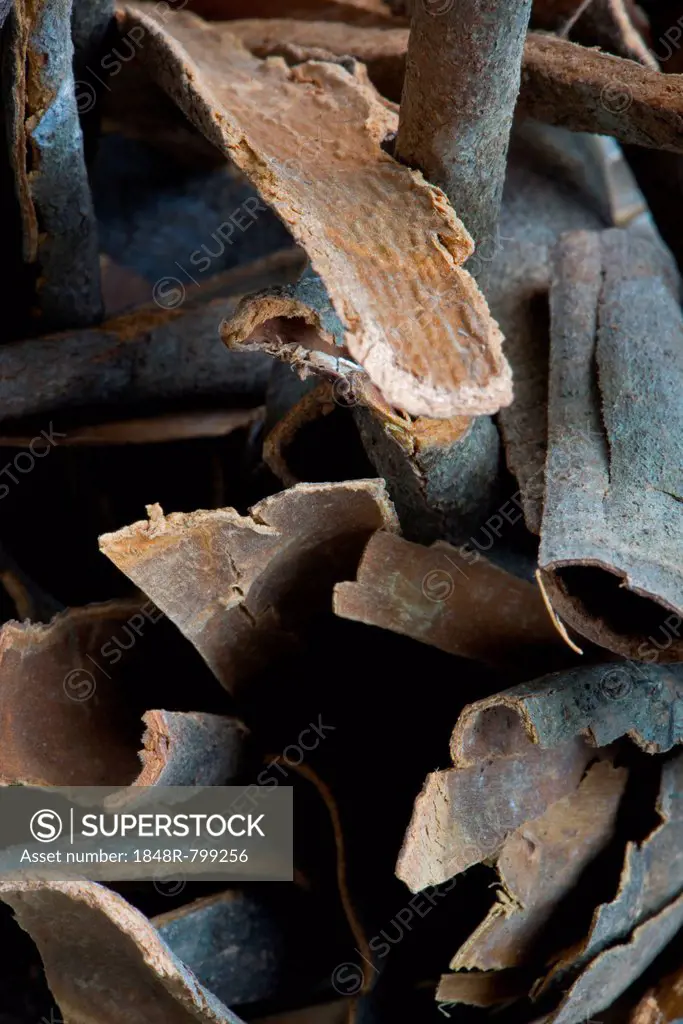 Cinnamon, Kerala, India