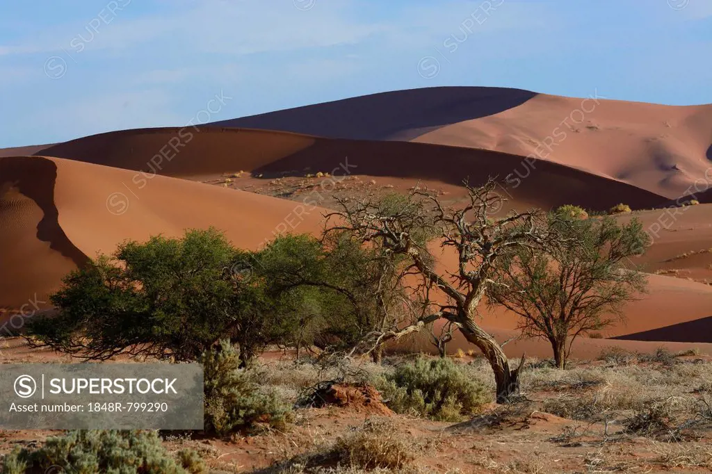 Trees in a desert landscape, Namib, Hardap Region, Namibia