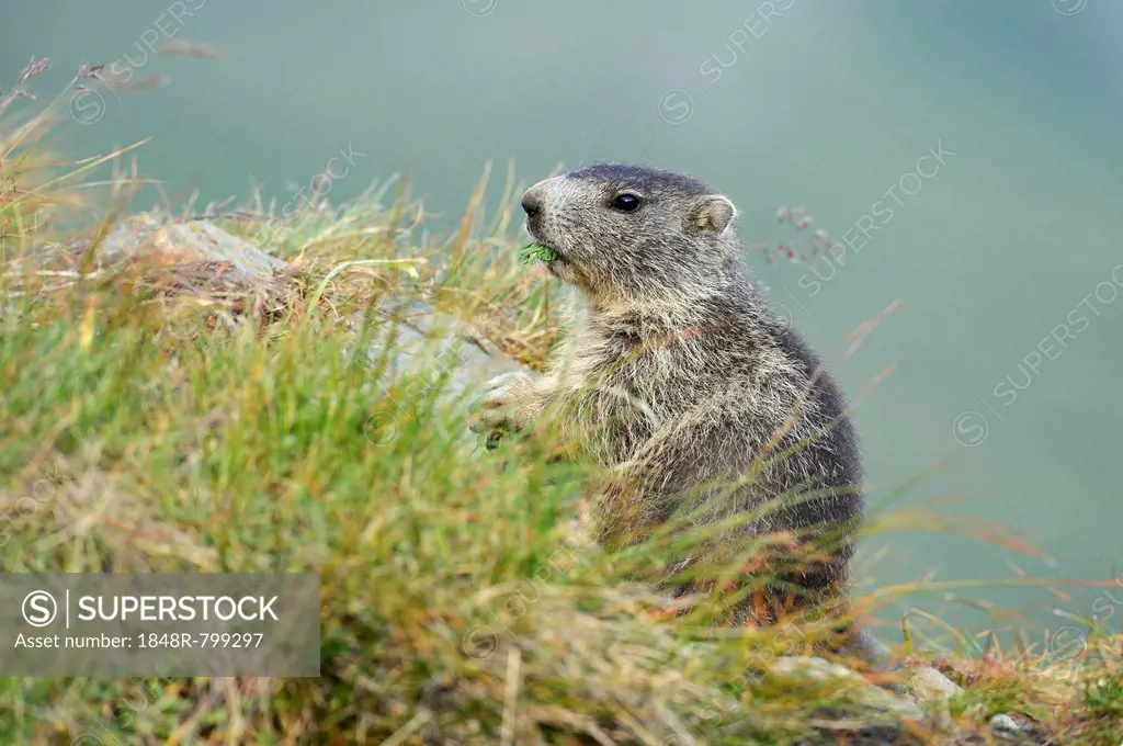 Alpine Marmot (Marmota marmota), feeding, Grossglockner, Hohe Tauern National Park, Tyrol, Austria