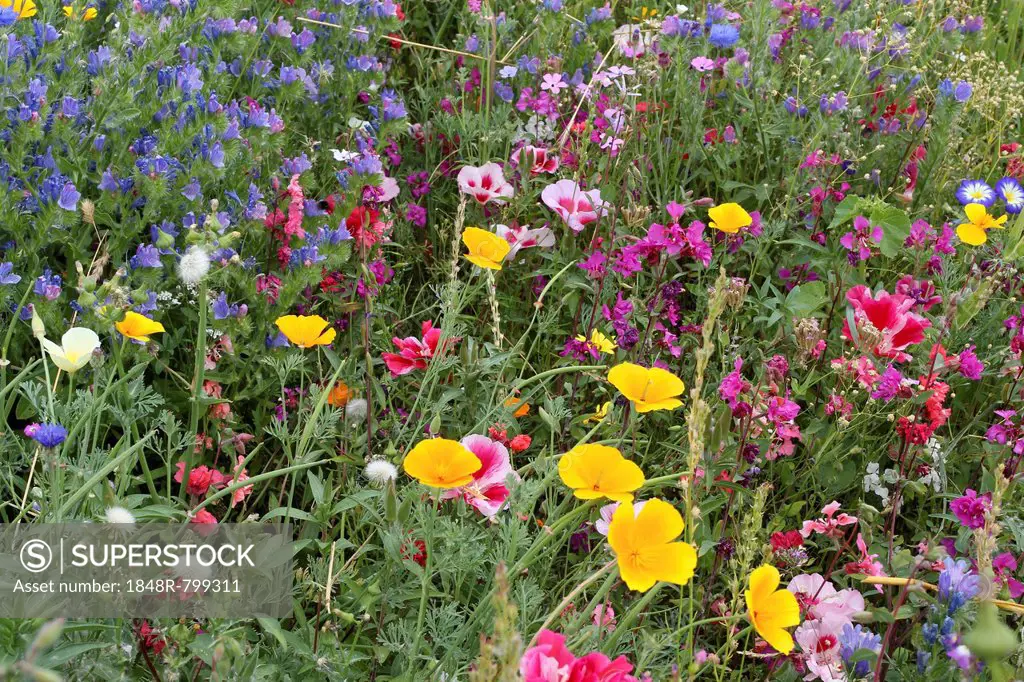 Blooming colourful flower meadow, garden sowing, Allgäu, Bavaria, Germany