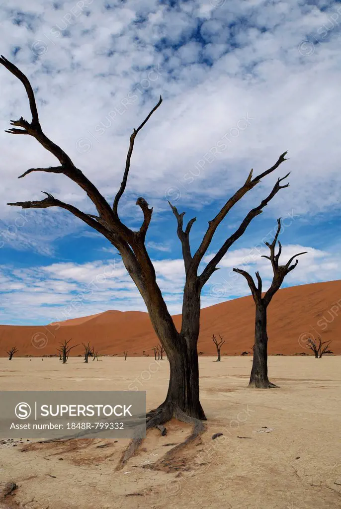 Dead trees in Dead Vlei or Deadvlei, Namib, Hardap Region, Namibia
