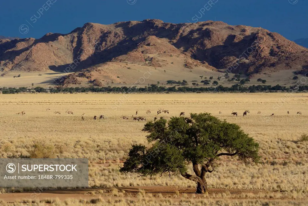 Oryx antilopes (Oryx) grazing in a steppe landscape or veldt, Namib, Hardap Region, Namibia