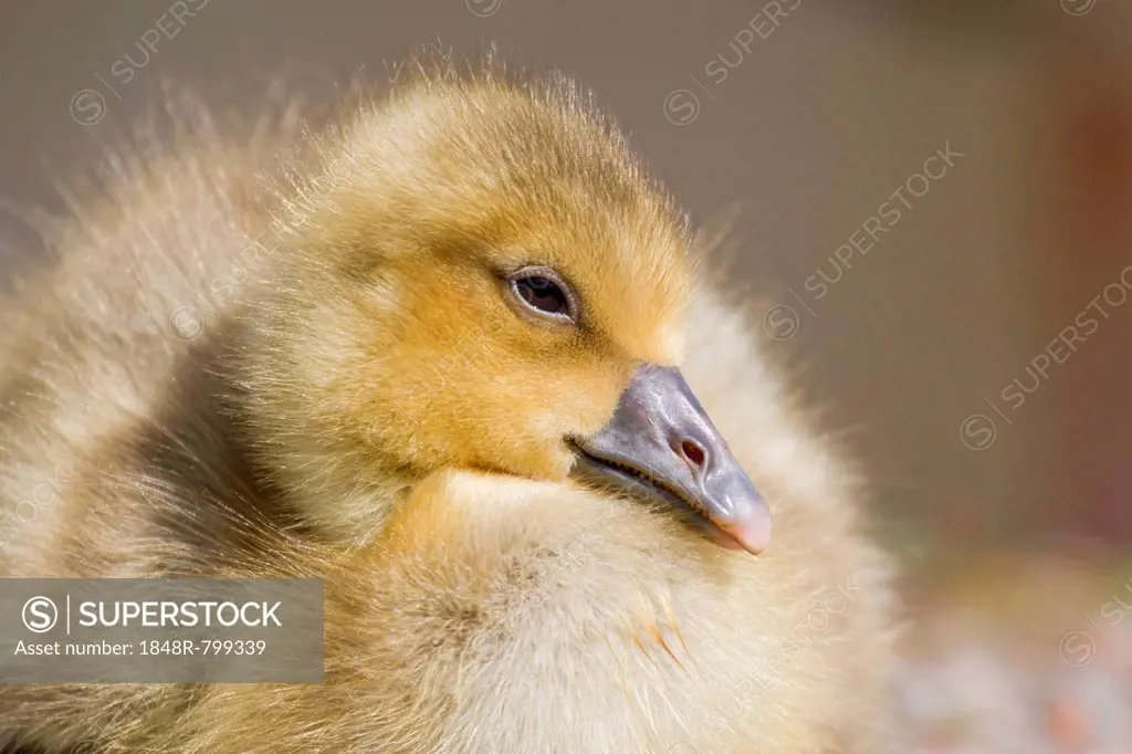 Greylag Goose (anser anser), gosling, North Hesse, Hesse, Germany