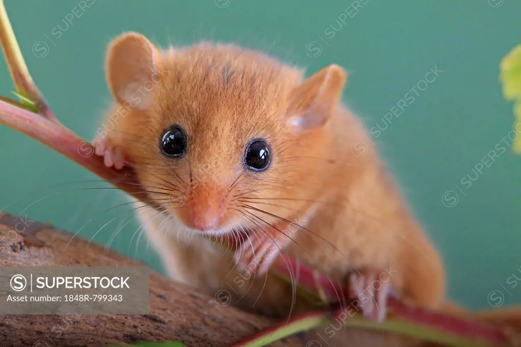 Hazel Dormouse, Common Dormouse (Muscardinus avellanarius), Oberbiel, Solms, Hesse, Germany